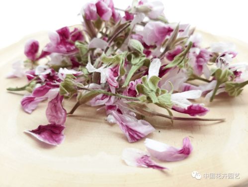 西班牙Innoflower 以全球最多樣食用花卉，編織每周國(guó)際花訊