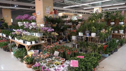 實(shí)探即將閉店的花卉市場(chǎng) 市民趁商家甩賣，提前購(gòu)置春節(jié)用品花卉