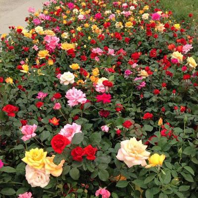 萬方花卉 山東月季批發(fā)優(yōu)選，品種齊全廠家直銷